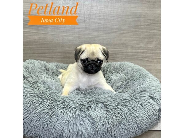 Pug Dog Female Fawn 19115 Petland Iowa City, Iowa