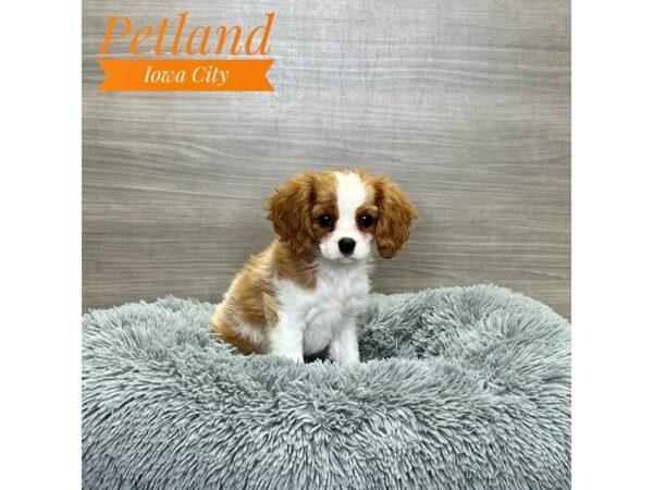 [#19112] Blenheim Female Cavalier King Charles Spaniel Puppies for Sale