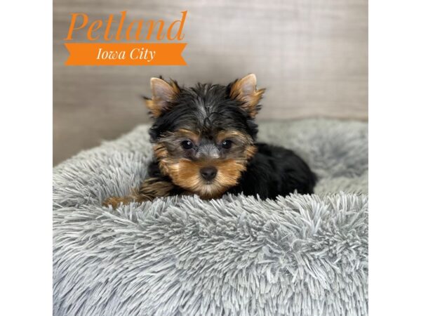 Yorkshire Terrier Dog Male Black / Tan 19107 Petland Iowa City, Iowa