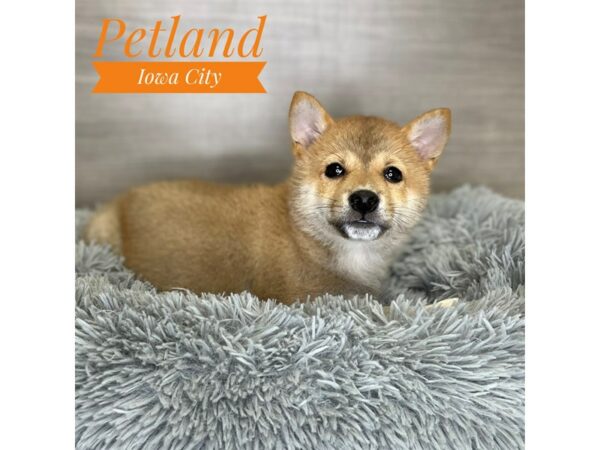 [#19106] Red Sesame Male Shiba Inu Puppies for Sale