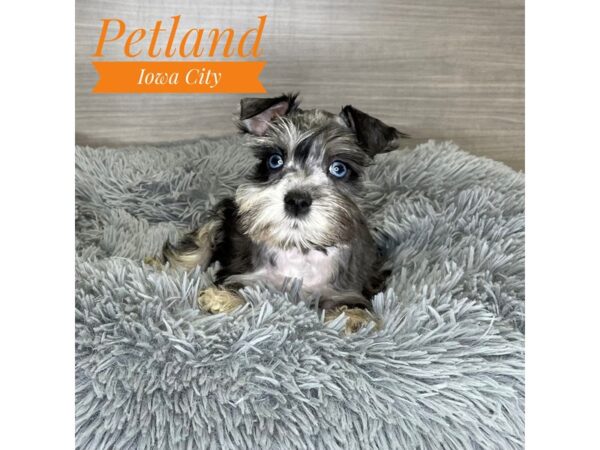 Miniature Schnauzer-Dog-Male-Sable-19105-Petland Iowa City, Iowa