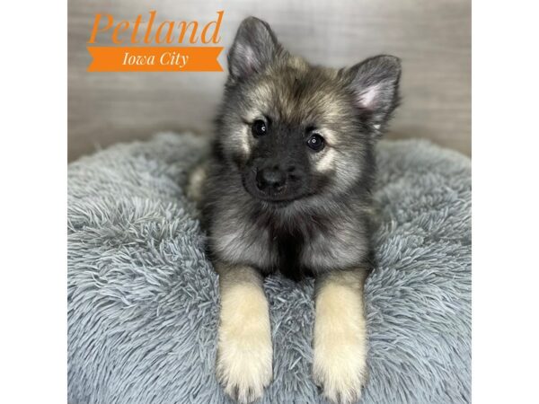 [#19104] Black / Silver Male Keeshond Puppies for Sale