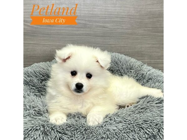 [#19120] White Female American Eskimo Dog Puppies for Sale