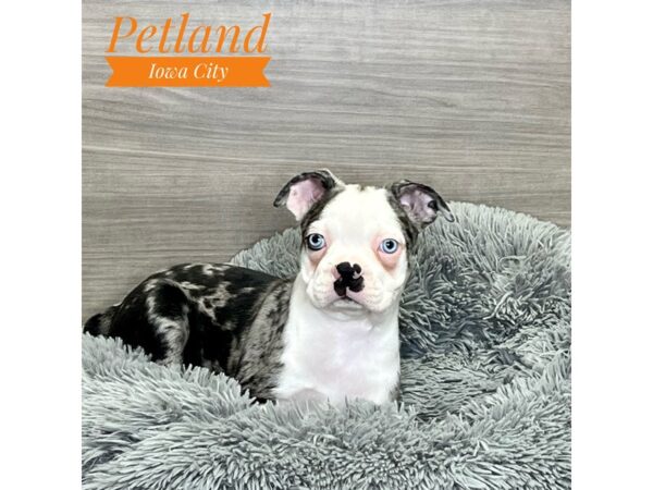 Boston Terrier Dog Male Blue Merle / White 19121 Petland Iowa City, Iowa