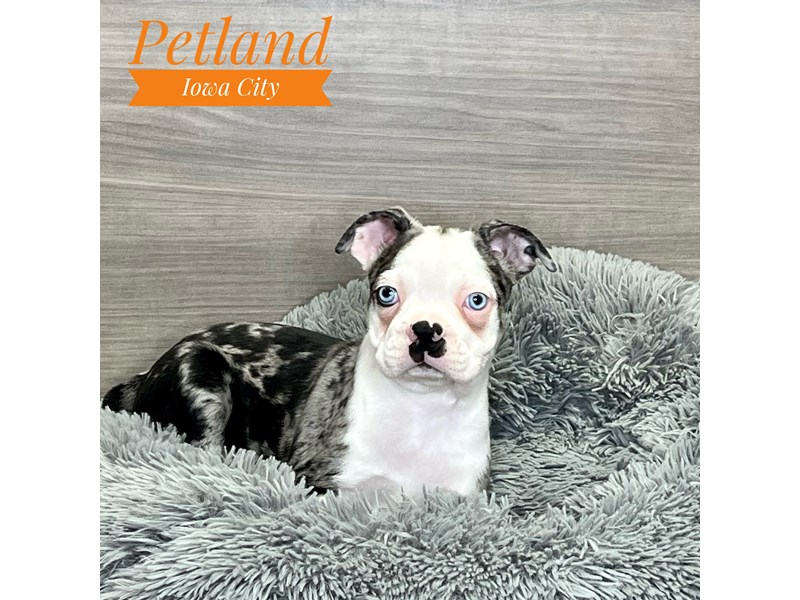 Boston Terrier Dog Male Blue Merle / White 19121