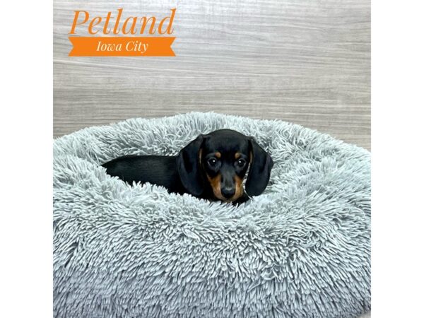 Dachshund Dog Female Black / Tan 19122 Petland Iowa City, Iowa