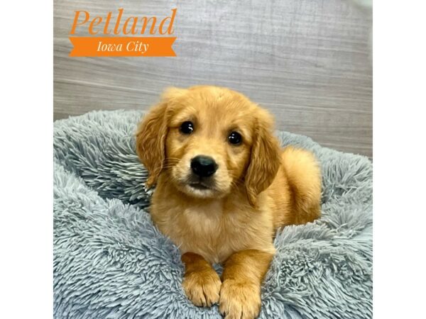 [#19123] Red Male Golden Retriever Puppies for Sale