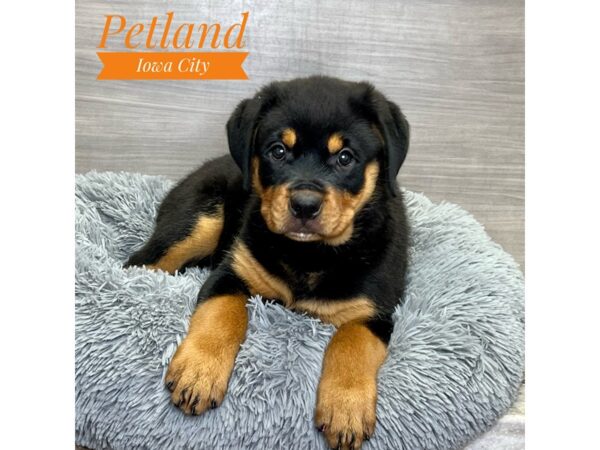 Rottweiler-Dog-Female-Black / Tan-19125-Petland Iowa City, Iowa