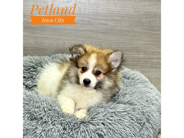 [#19126] Brown / White Male American Eskimo/Pomeranian Puppies for Sale