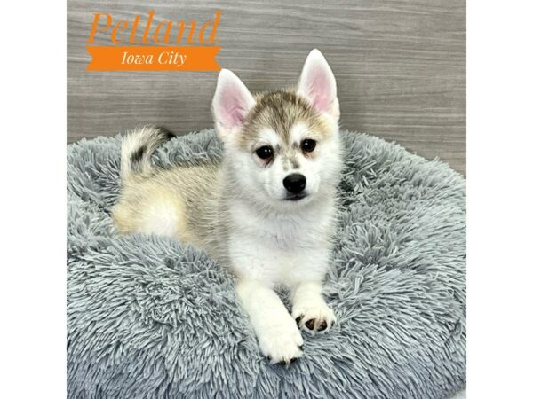[#19128] Red Merle Male Pomsky Puppies for Sale