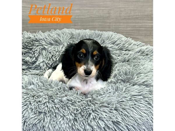 Dachshund Dog Female Wht, Blk & Tn 19130 Petland Iowa City, Iowa