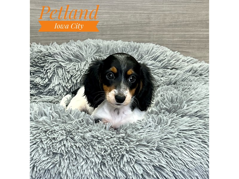 Dachshund Dog Female Wht, Blk & Tn 19130