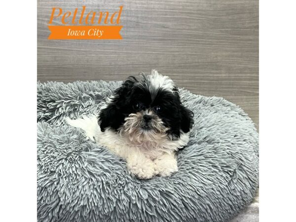 [#19129] Black / White Female Shihpoo Puppies for Sale