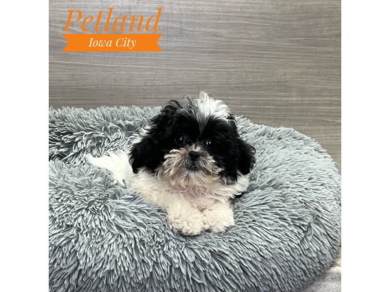 Shihpoo - 19129 Image #1