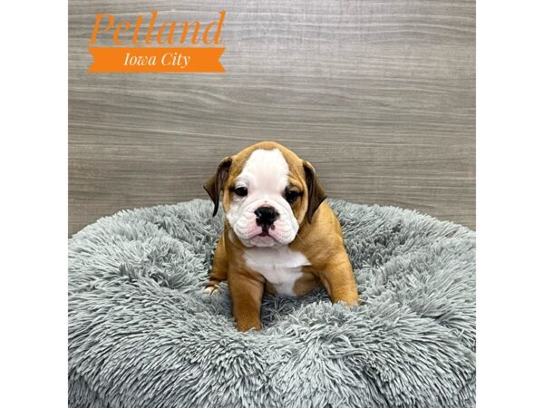 Mini Bulldog 2nd Gen Dog Female Rd & Wht 19134 Petland Iowa City, Iowa