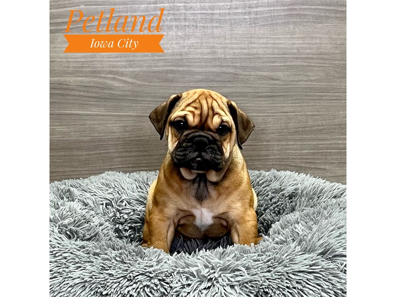 Mini Bulldog 2nd Gen - 19135 Image #1