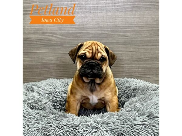 [#19135] Rd, blk msk Female Mini Bulldog 2nd Gen Puppies for Sale