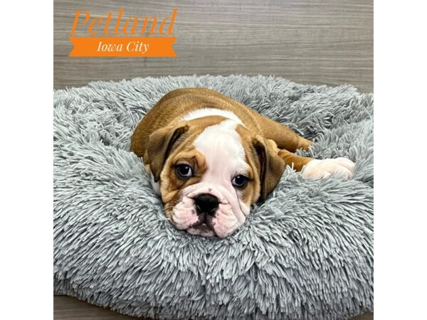 [#19136] Rd & Wht Female English Bulldog Puppies for Sale