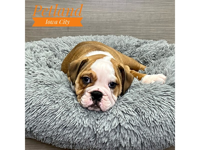 English Bulldog - 19136 Image #1