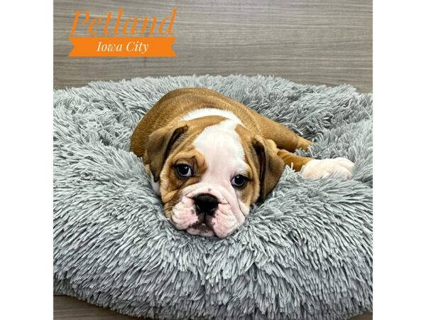 [#19136] Rd & Wht Female English Bulldog Puppies for Sale