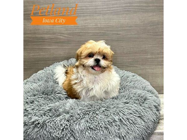 [#19140] fawn & wht Male Shih Tzu Puppies for Sale