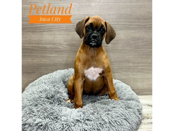 [#19145] Fawn Female Boxer Puppies for Sale