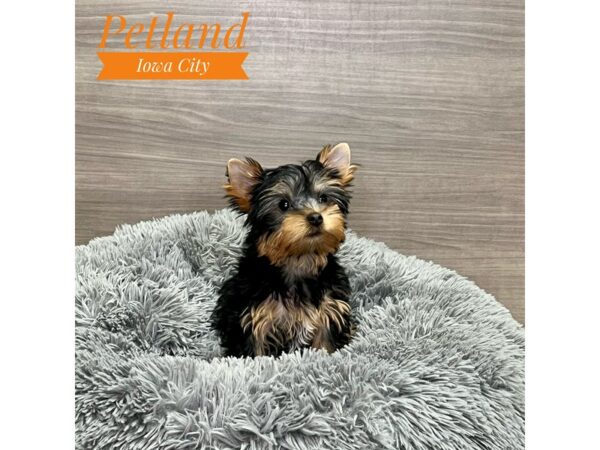 [#19147] Black / Tan Female Yorkshire Terrier Puppies for Sale