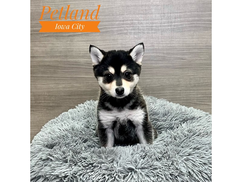 Alaskan Klee Kai - 19148 Image #1