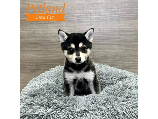 [#19148] Black / White Female Alaskan Klee Kai Puppies for Sale