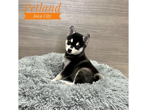 Alaskan Klee Kai-Dog-Male-Black / White-19149-Petland Iowa City, Iowa