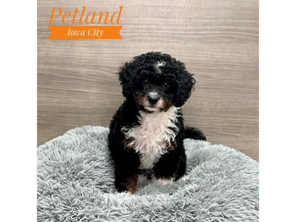 Bernedoodle Mini 2nd Gen Dog Female Black 19151 Petland Iowa City, Iowa