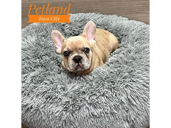 French Bulldog-Dog-Male-Blue Fawn Merle-19146-Petland Iowa City, Iowa