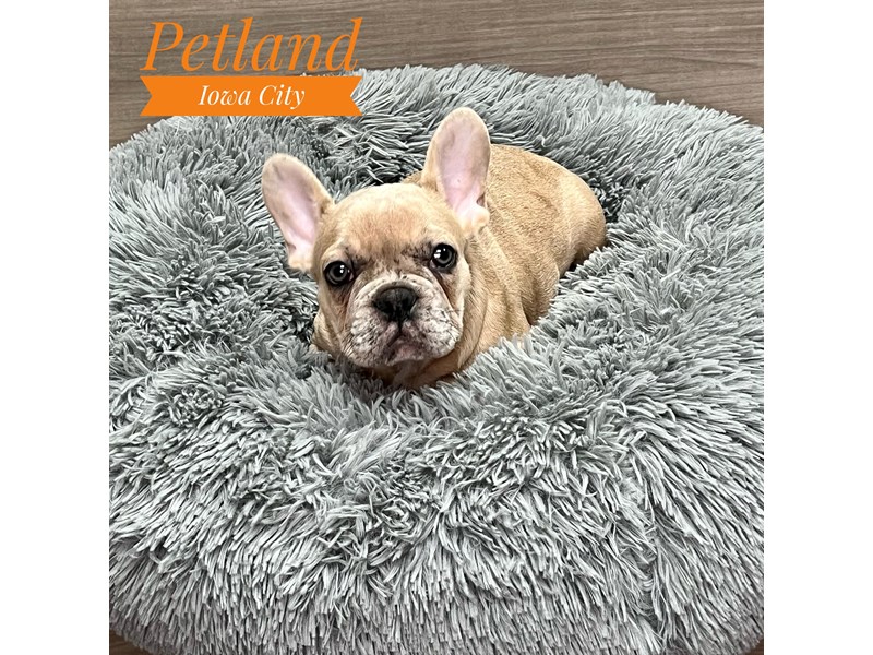 French Bulldog Dog Male Blue Fawn Merle 19146