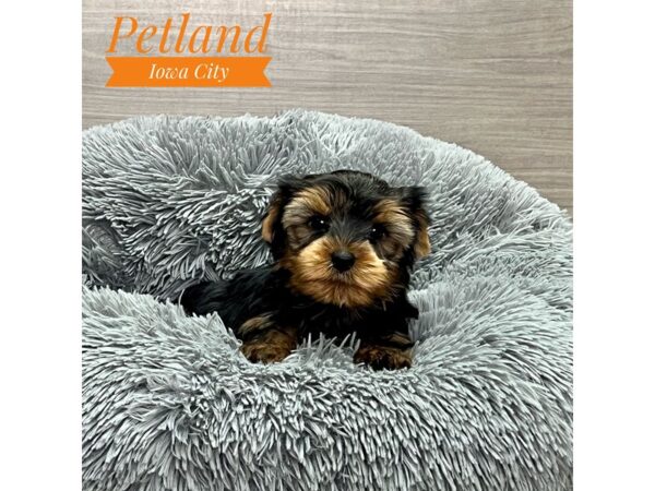[#19152] Blk & Tn Male Yorkshire Terrier Puppies for Sale