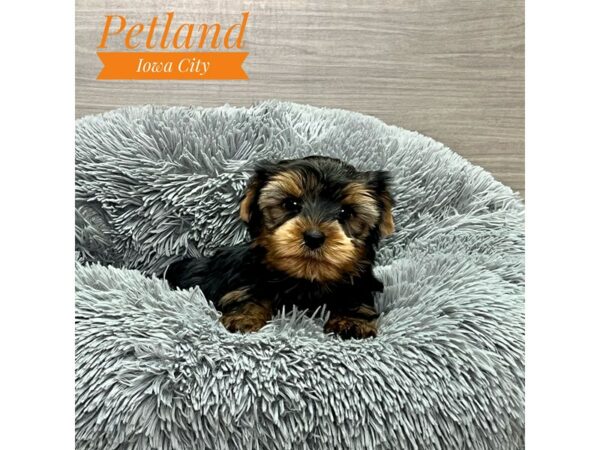[#19152] Blk & Tn Male Yorkshire Terrier Puppies for Sale