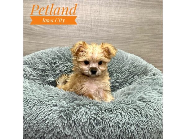 [#19153] Gld Female Morkie Puppies for Sale
