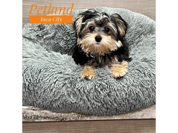 [#19154] Blk & Slvr Male Morkie Puppies for Sale