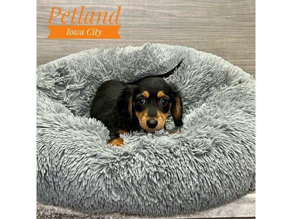 [#19157] Black / Tan Female Dachshund Puppies for Sale