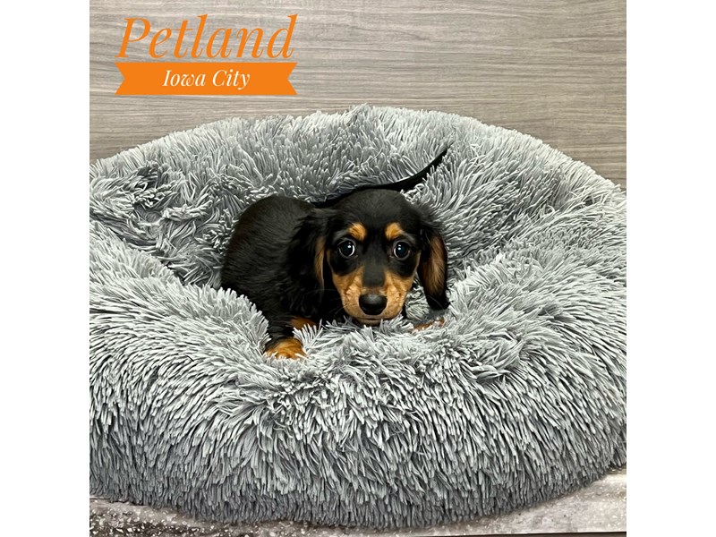 Dachshund - 19157 Image #1