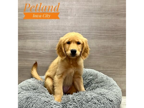 [#19160] Golden Female Golden Retriever Puppies for Sale