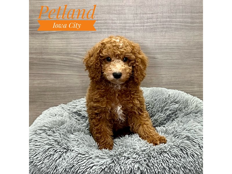 Poodle - 19161 Image #1