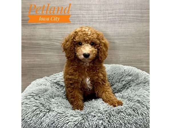 [#19161] Apricot Male Poodle Puppies for Sale