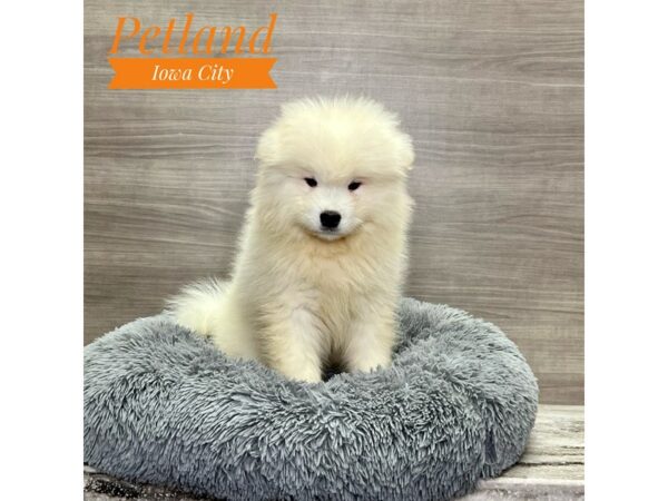 [#19162] White Male Samoyed Puppies for Sale