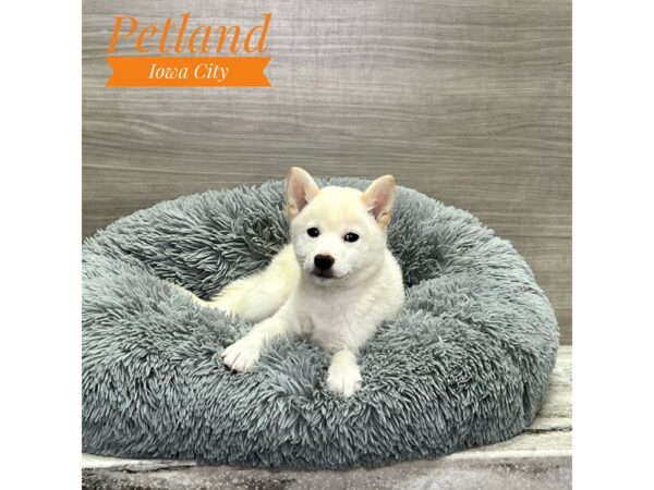 [#19163] Cream Female Shiba Inu Puppies for Sale