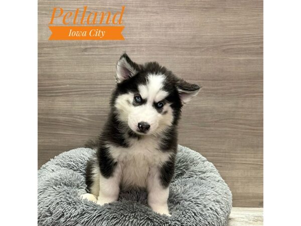 [#19164] Black / White Male Siberian Husky Puppies for Sale