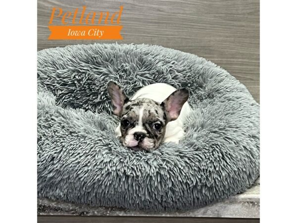 [#19183] Blue / White Male French Bulldog Puppies for Sale