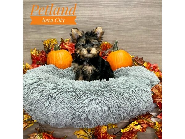 [#19165] Black / Tan Female Yorkshire Terrier Puppies for Sale
