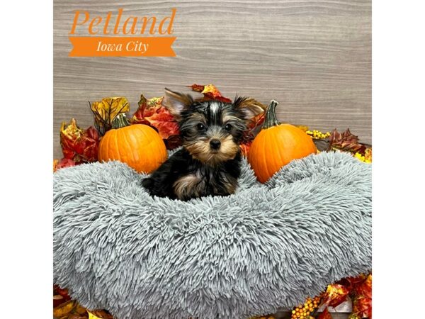 [#19166] Black / Tan Male Yorkshire Terrier Puppies for Sale