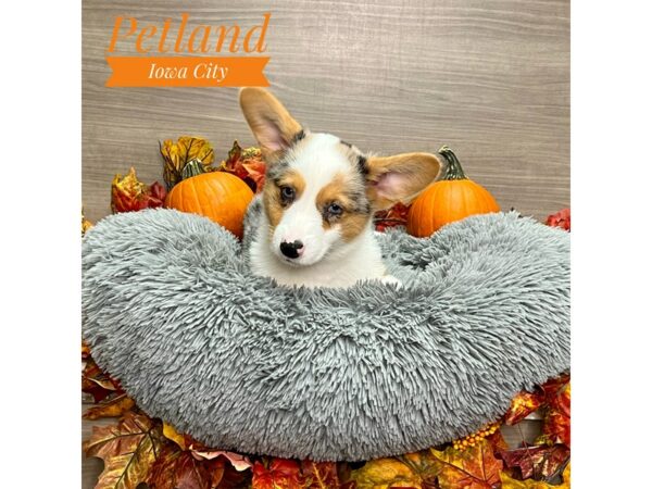 [#19168] Blue Merle Male Pembroke Welsh Corgi Puppies for Sale