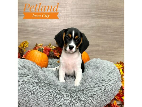 [#19170] Tri-Colored Male Beagalier Puppies for Sale